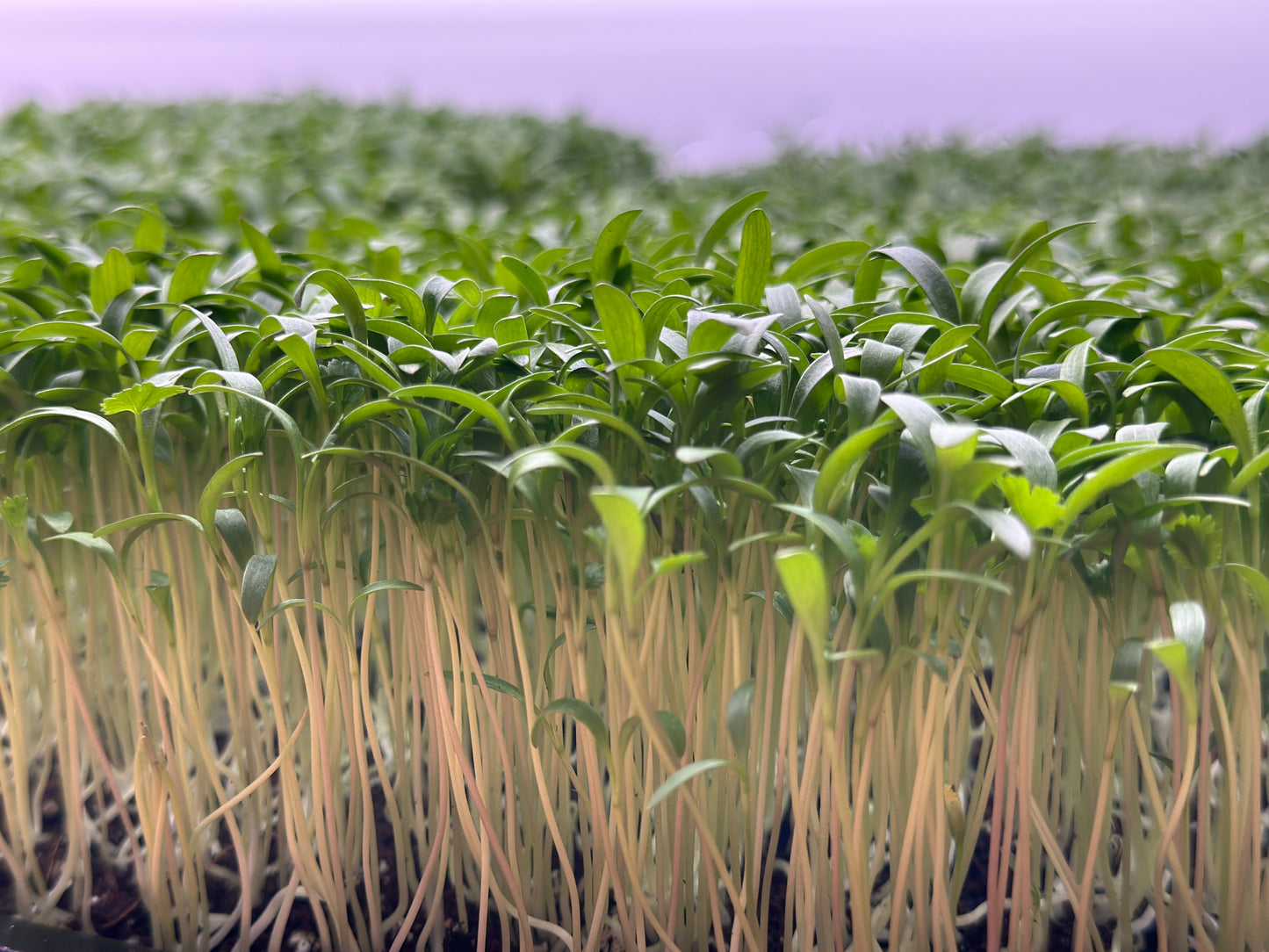 Cilantro Microgreens