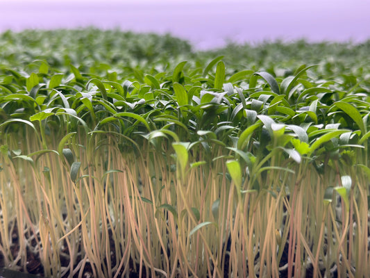 How to Grow Microgreens at Home - Beginners Guide