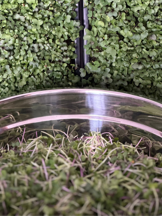 Live microgreen trays and a fresh harvest in a bowl from Noble Planter