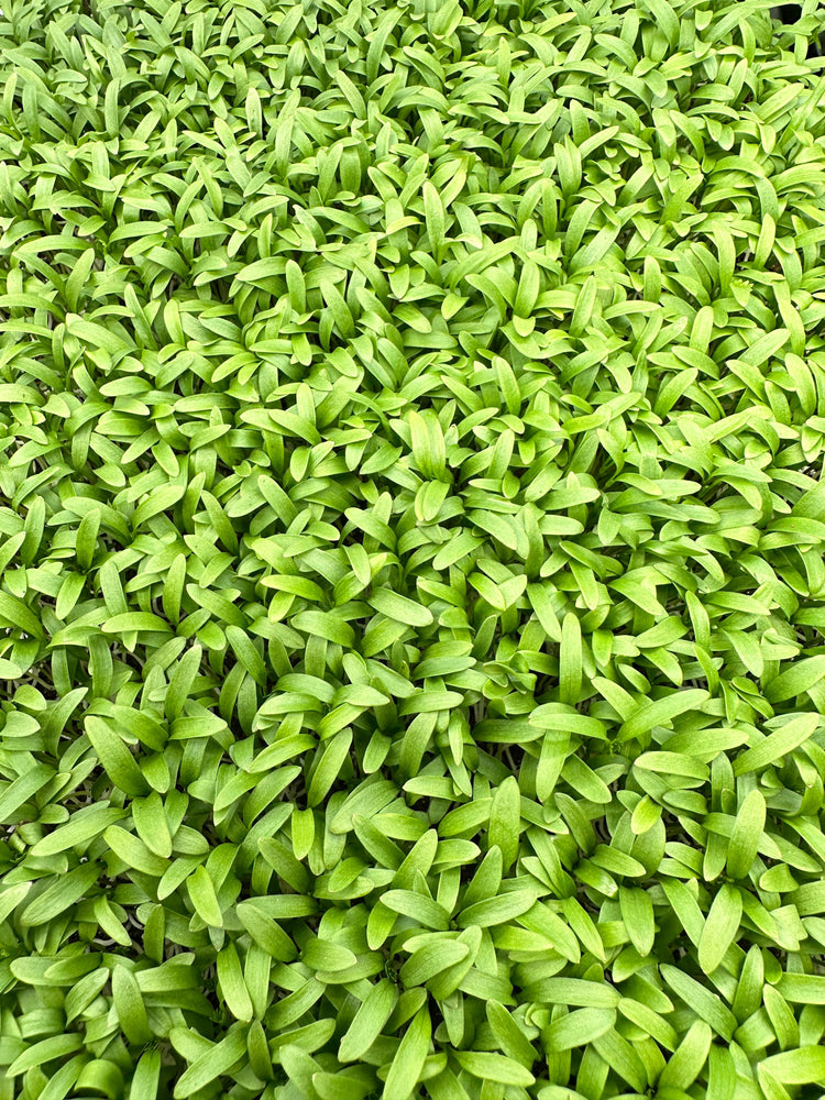 Microgreens