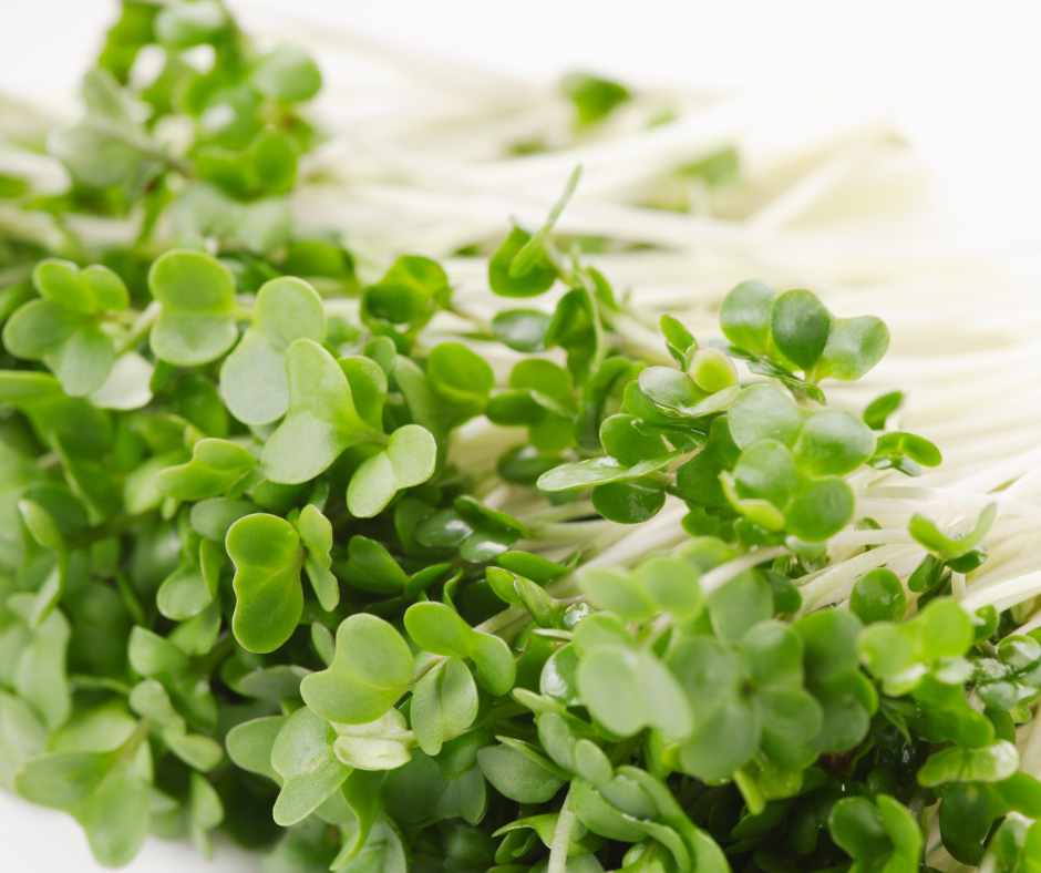 Broccoli fresh microgreens on a white countertop from Noble Planter.