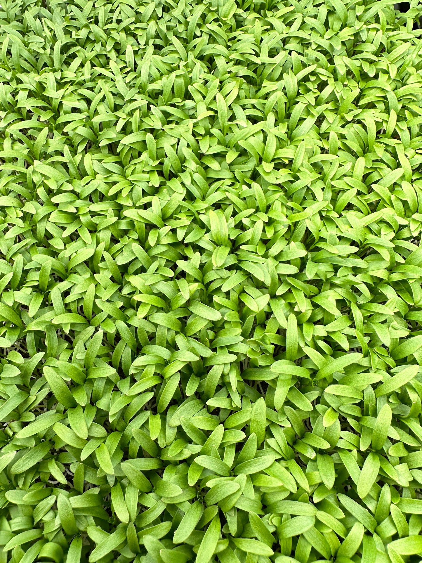 Top cilantro microgreens canopy from Noble Planter.