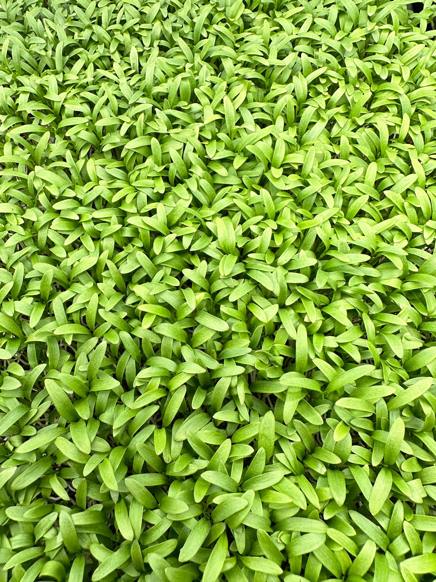 Top cilantro microgreens canopy from Noble Planter.