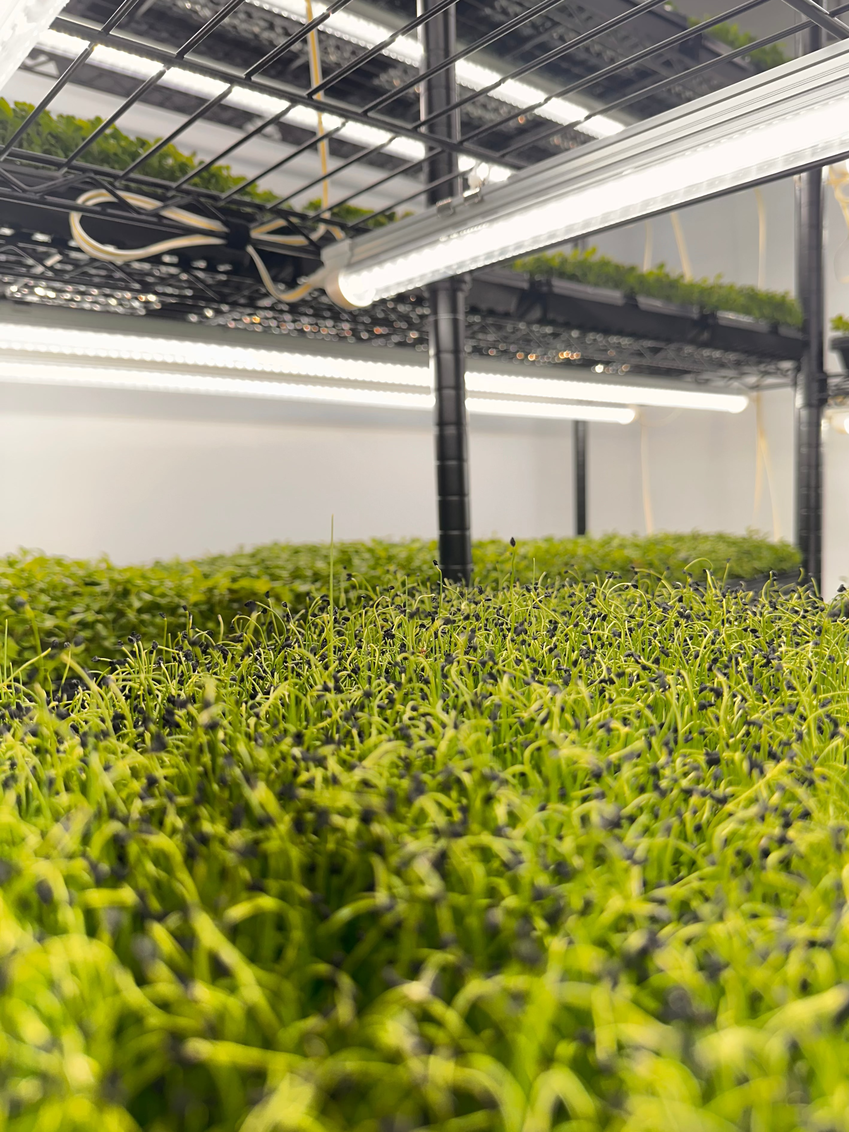 Microgreens growing on the rack from Noble Planter.